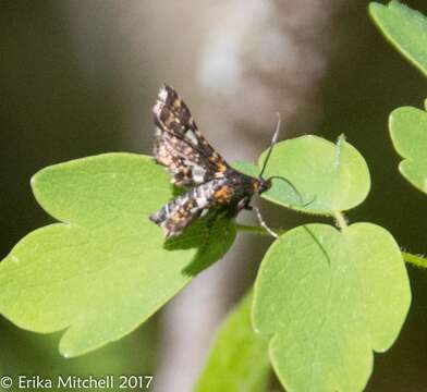 Image of Spotted Thyris