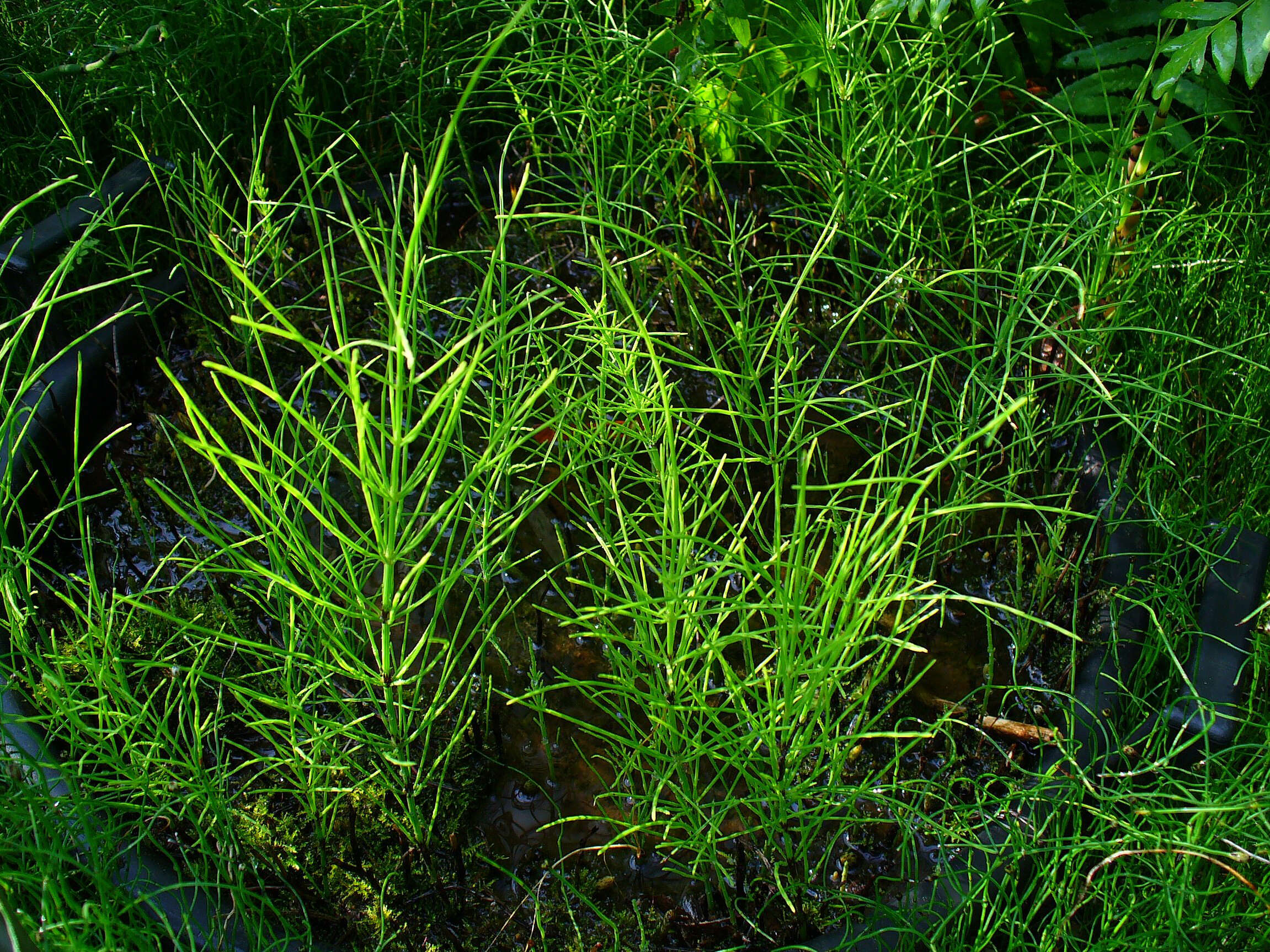 Image of Marsh Horsetail