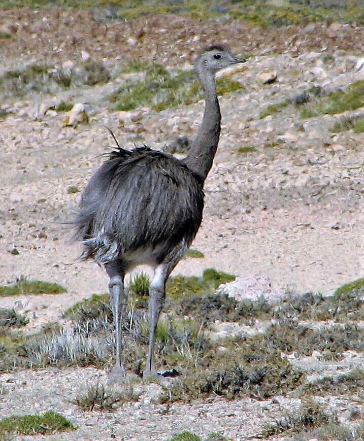 Image of Rhea pennata pennata d'Orbigny 1834