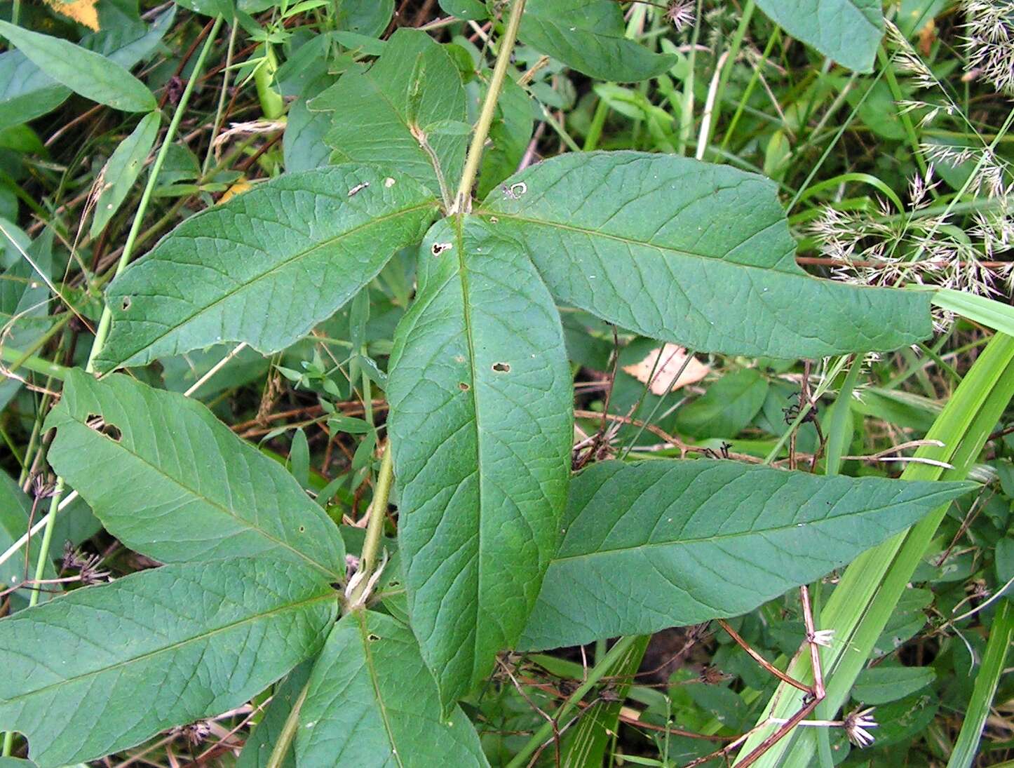 Image of Yellow Loosestrife