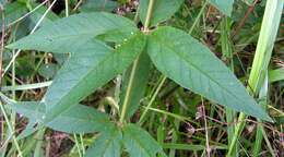 Image of Yellow Loosestrife