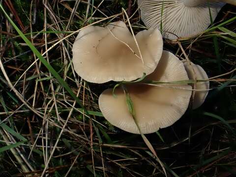 Image of Clitocybe metachroa (Fr.) P. Kumm. 1871