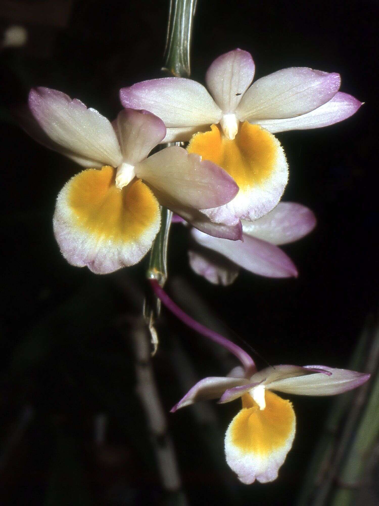 Plancia ëd Dendrobium crepidatum Lindl. & Paxton