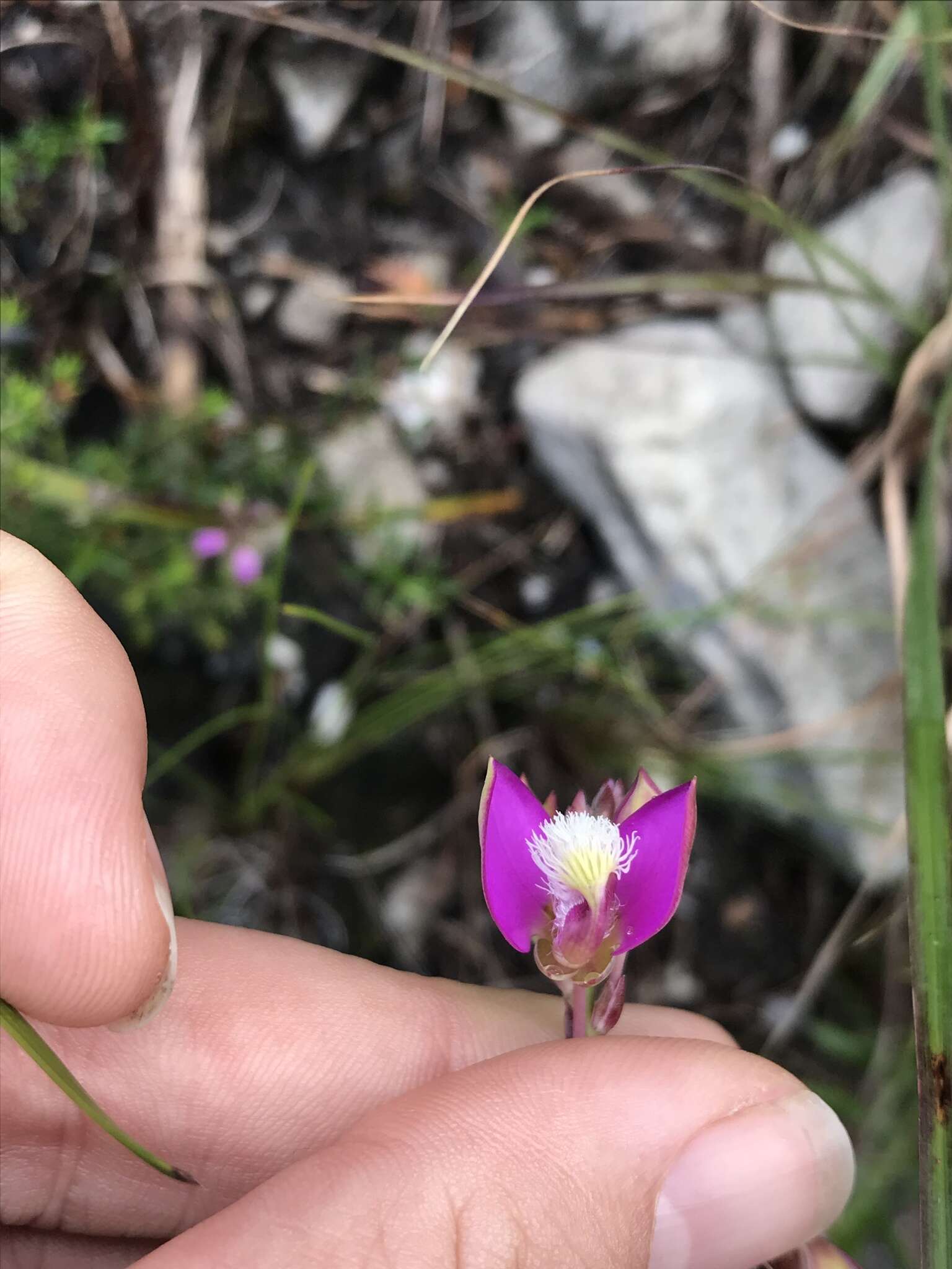 Image of Polygala bracteolata L.