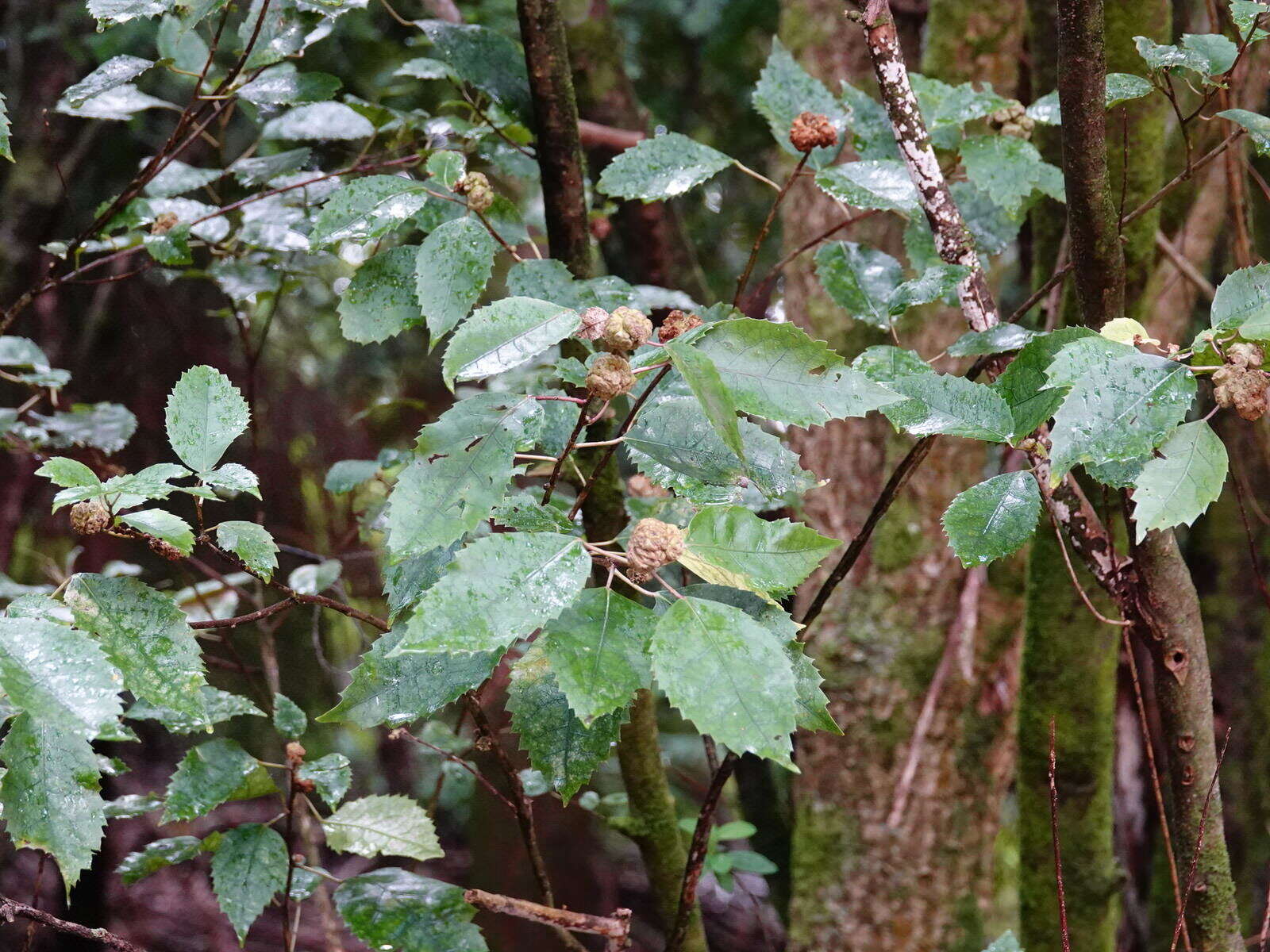 Image of <i>Eriophyes hoheriae</i>