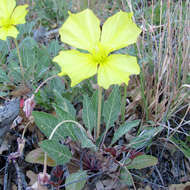 Plancia ëd Oenothera brachycarpa A. Gray