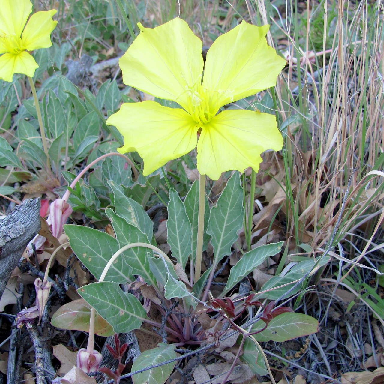 Imagem de Oenothera brachycarpa A. Gray