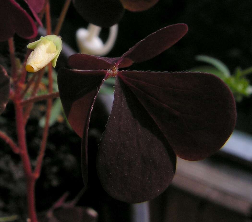 Imagem de Oxalis stricta