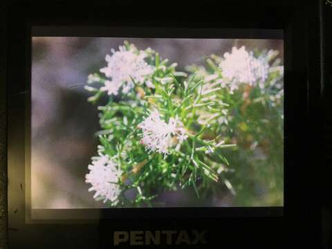 Image of Hakea lissocarpha R. Br.