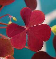 Imagem de Oxalis stricta