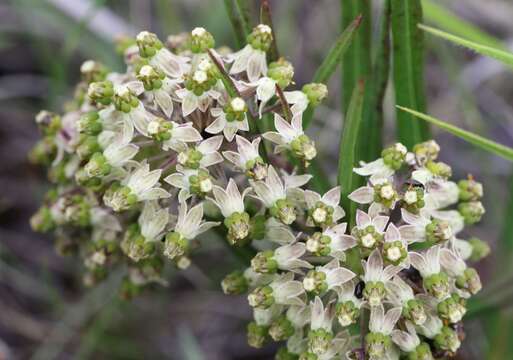 Слика од Xysmalobium involucratum (E. Mey.) Decne.