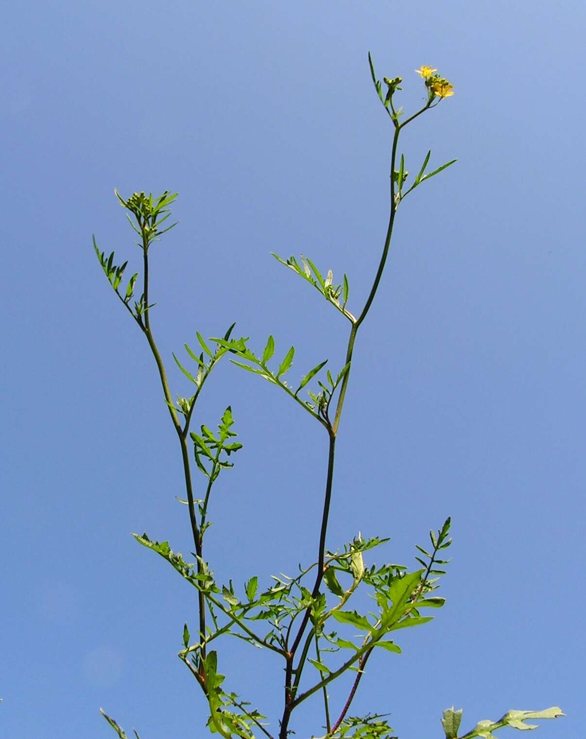 Image of creeping yellowcress