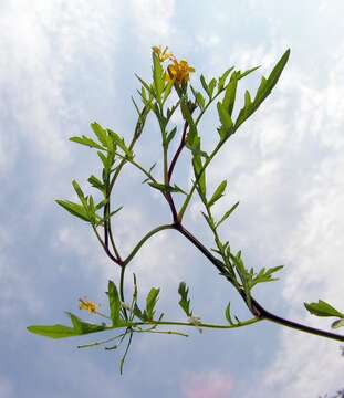 Image of creeping yellowcress