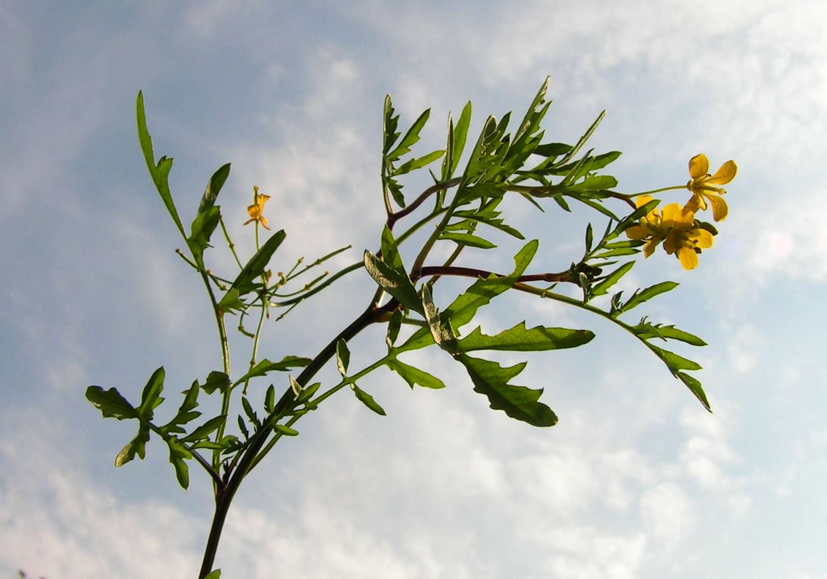 Image of creeping yellowcress