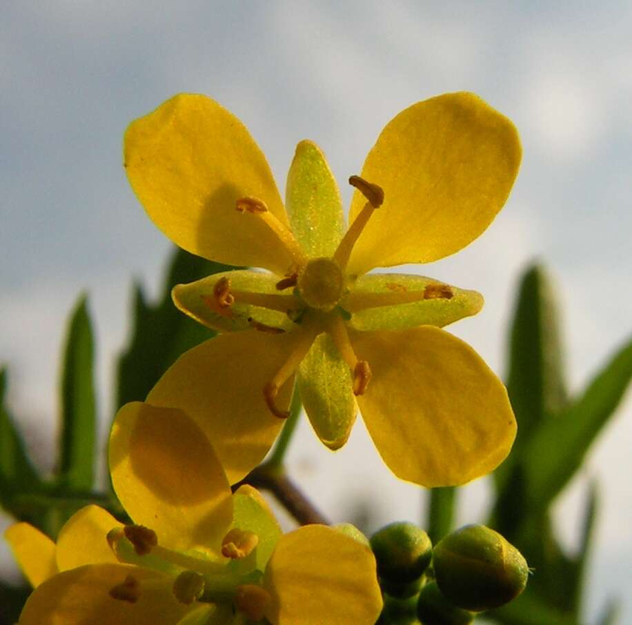 Image of creeping yellowcress