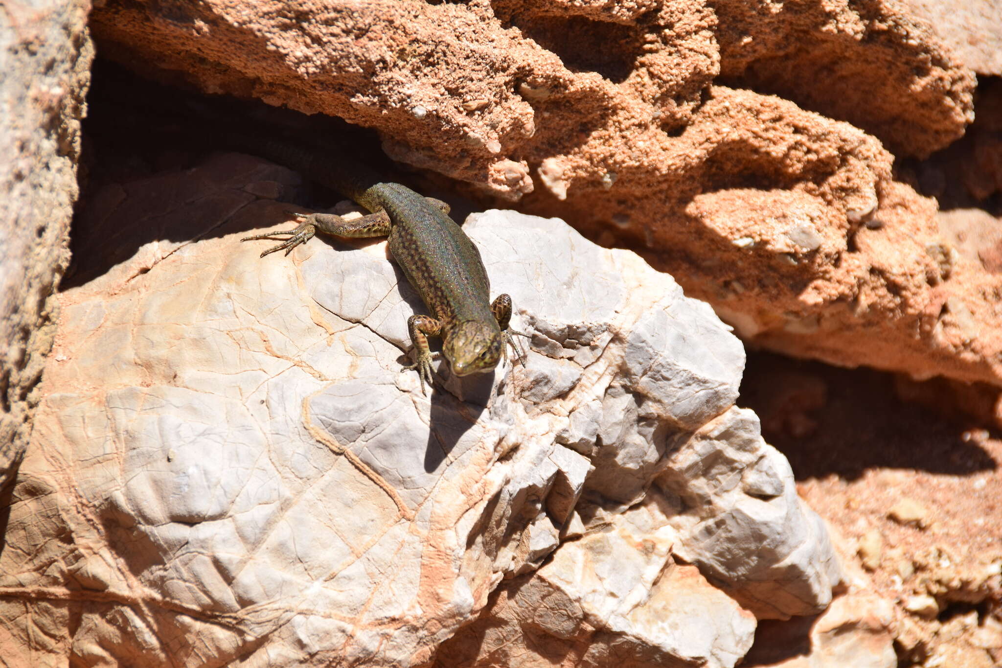 Image of Lilford's Wall Lizard