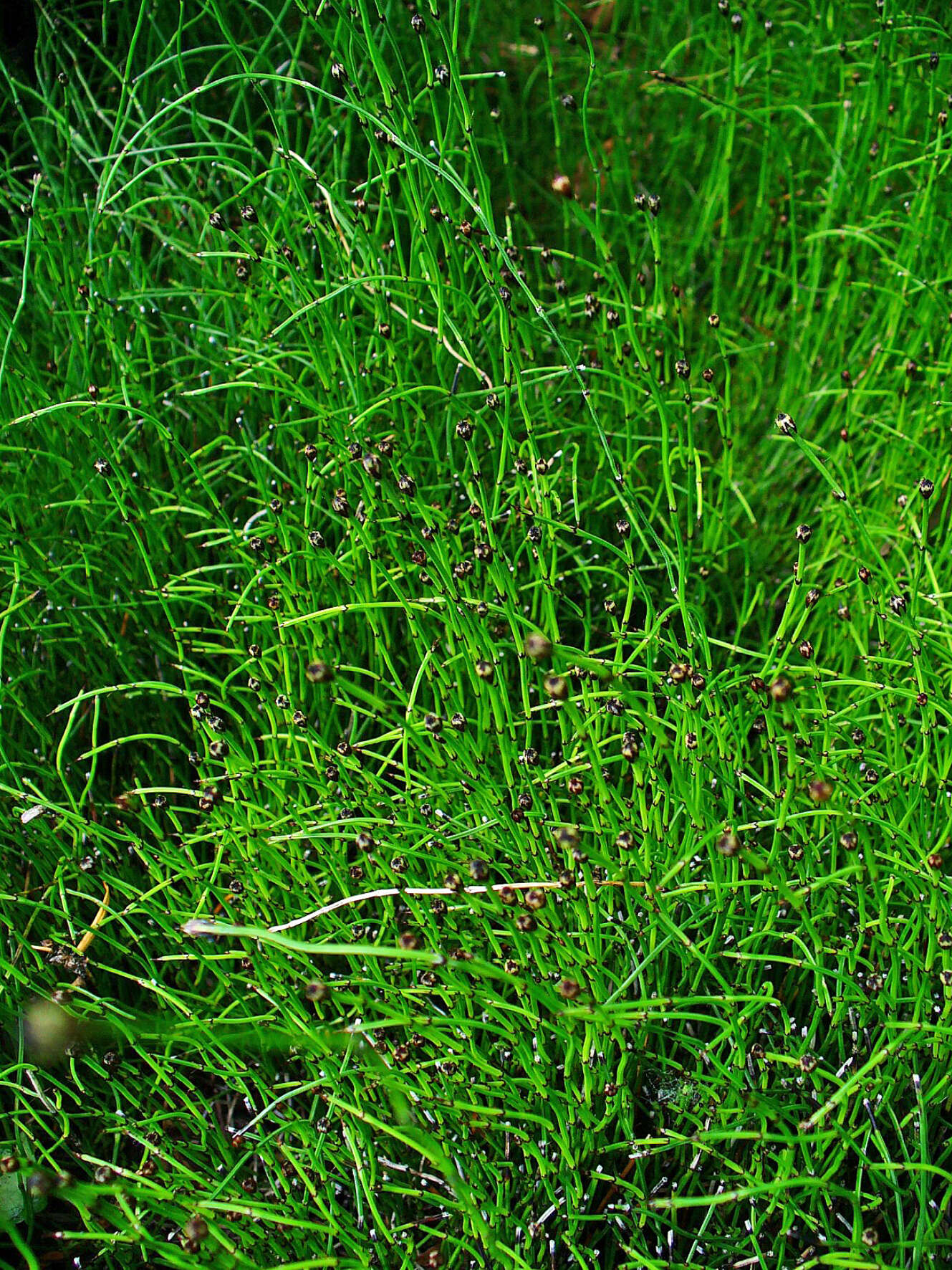 Image of Delicate Horsetail