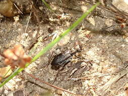 Image of Sidewalk tiger beetle