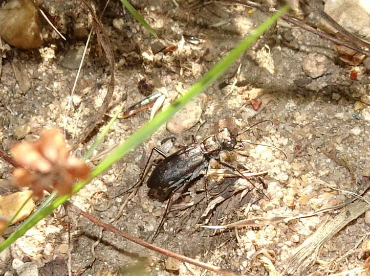 Image of Sidewalk tiger beetle