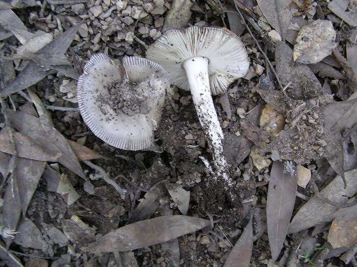 Image of Amanita vaginata (Bull.) Lam. 1783