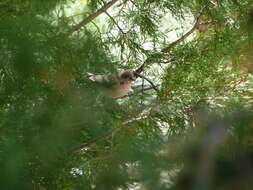 Image of Cassin's Finch