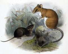 Image of brown mouse