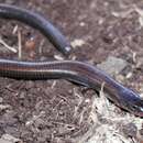 Image of Five-clawed Worm-skink