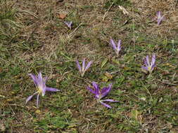 Image de Colchicum montanum L.