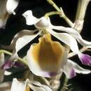 Imagem de Dendrobium crystallinum Rchb. fil.