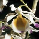 Image of Shiny crystal Dendrobium