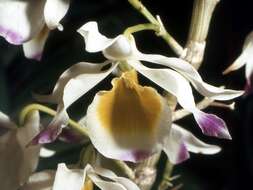 Слика од Dendrobium crystallinum Rchb. fil.