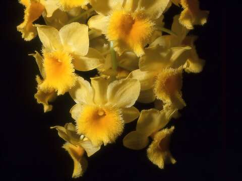 Image de Dendrobium densiflorum Lindl.