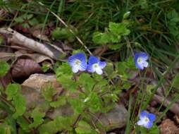 Image of birdeye speedwell