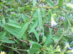 Image of Marsh American-Aster