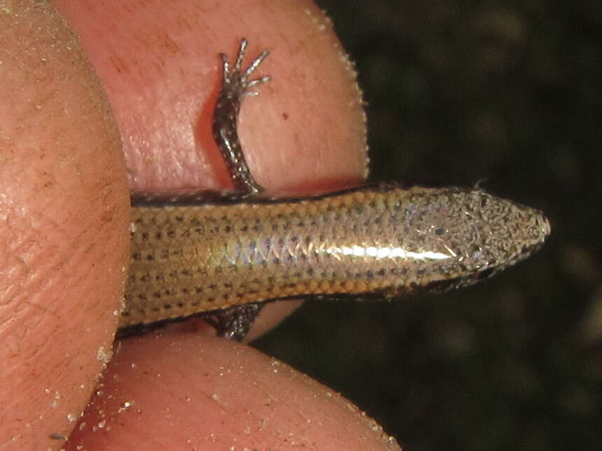 Image of Panaspis maculicollis (Jacobson & Broadley 2000)