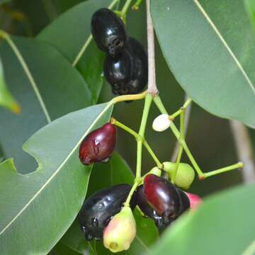 Image of Java plum