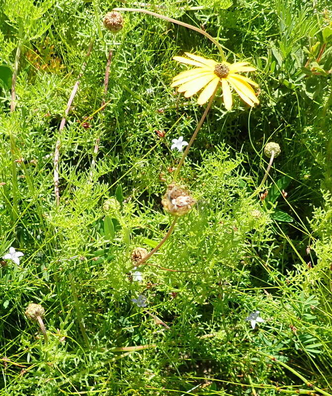 Image of Ursinia chrysanthemoides (Less.) Harv.