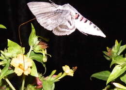 Image of convolvulus hawk moth