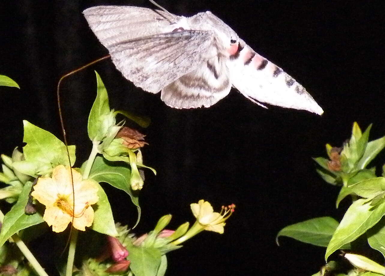 Image of convolvulus hawk moth