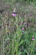 Image de Cirsium pendulum Fisch. ex DC.