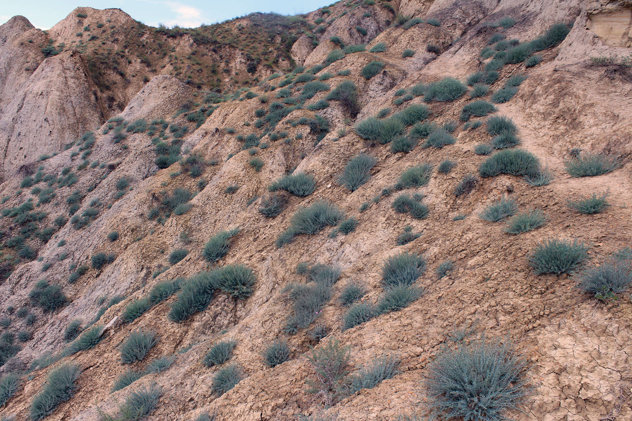 Image de Reaumuria alternifolia (Labill.) Britten