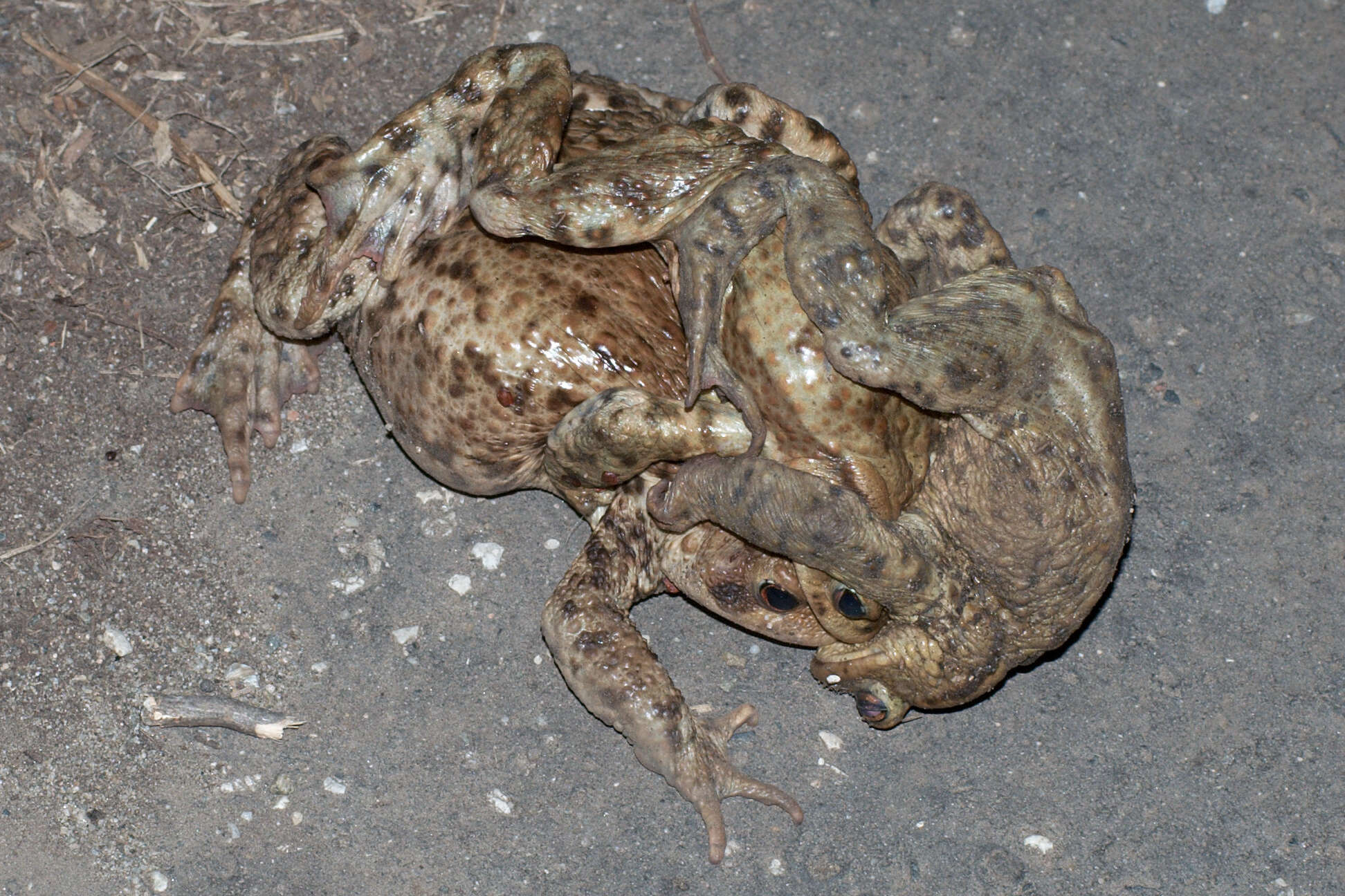 Image of Common Toad