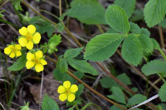 Imagem de Potentilla fragarioides L.