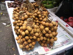 Imagem de Dimocarpus longan Lour.