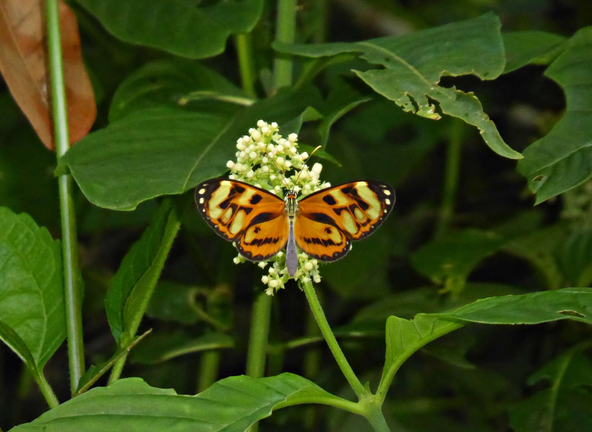 Image of Ithomia iphianassa Doubleday (1847)