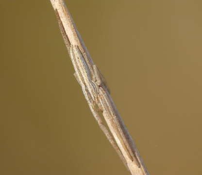 Image of Slender Crab Spiders