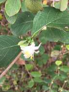 Imagem de Lonicera fragrantissima Lindl. & Paxt.