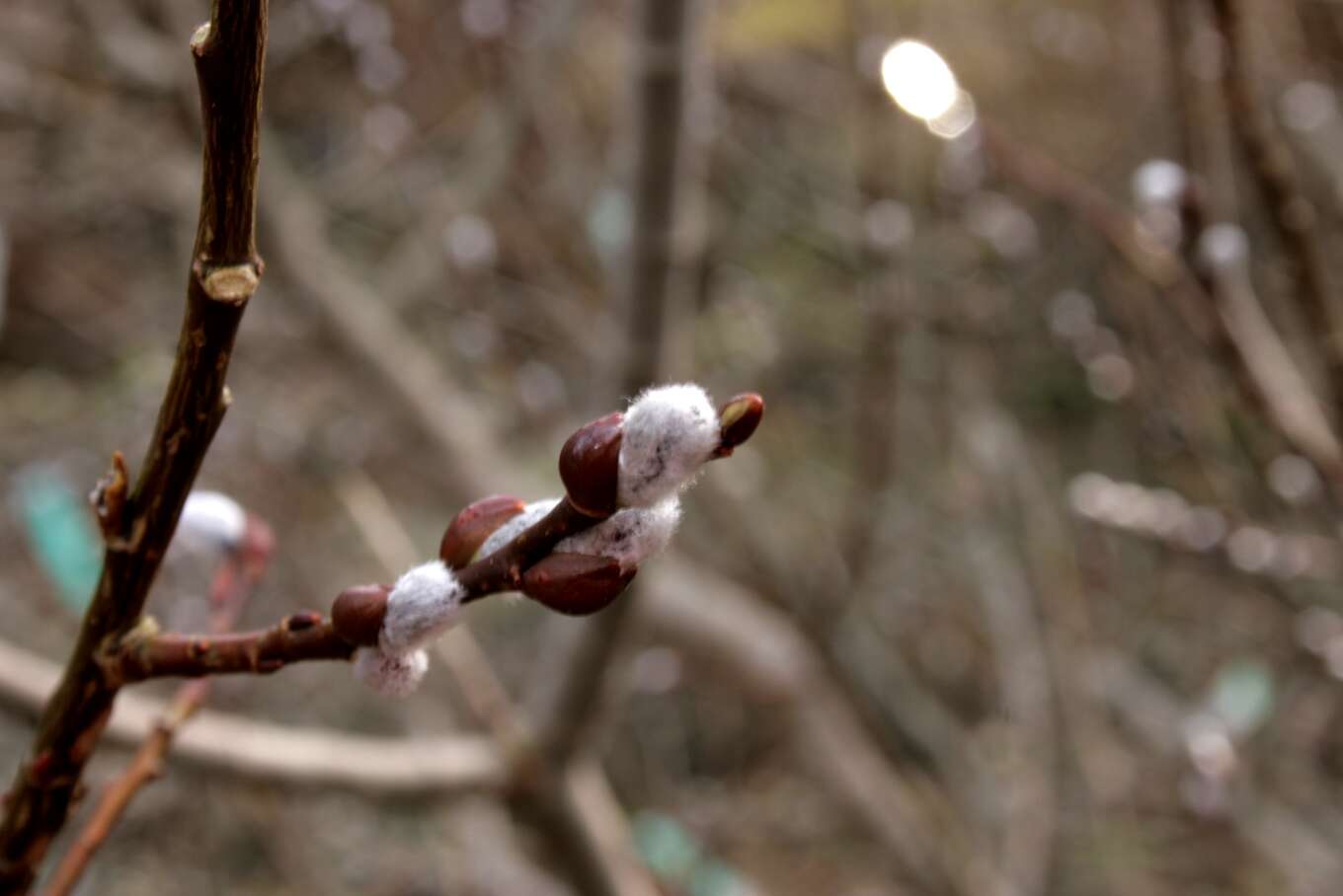 Image of eared willow