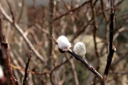 Imagem de Salix lapponum L.