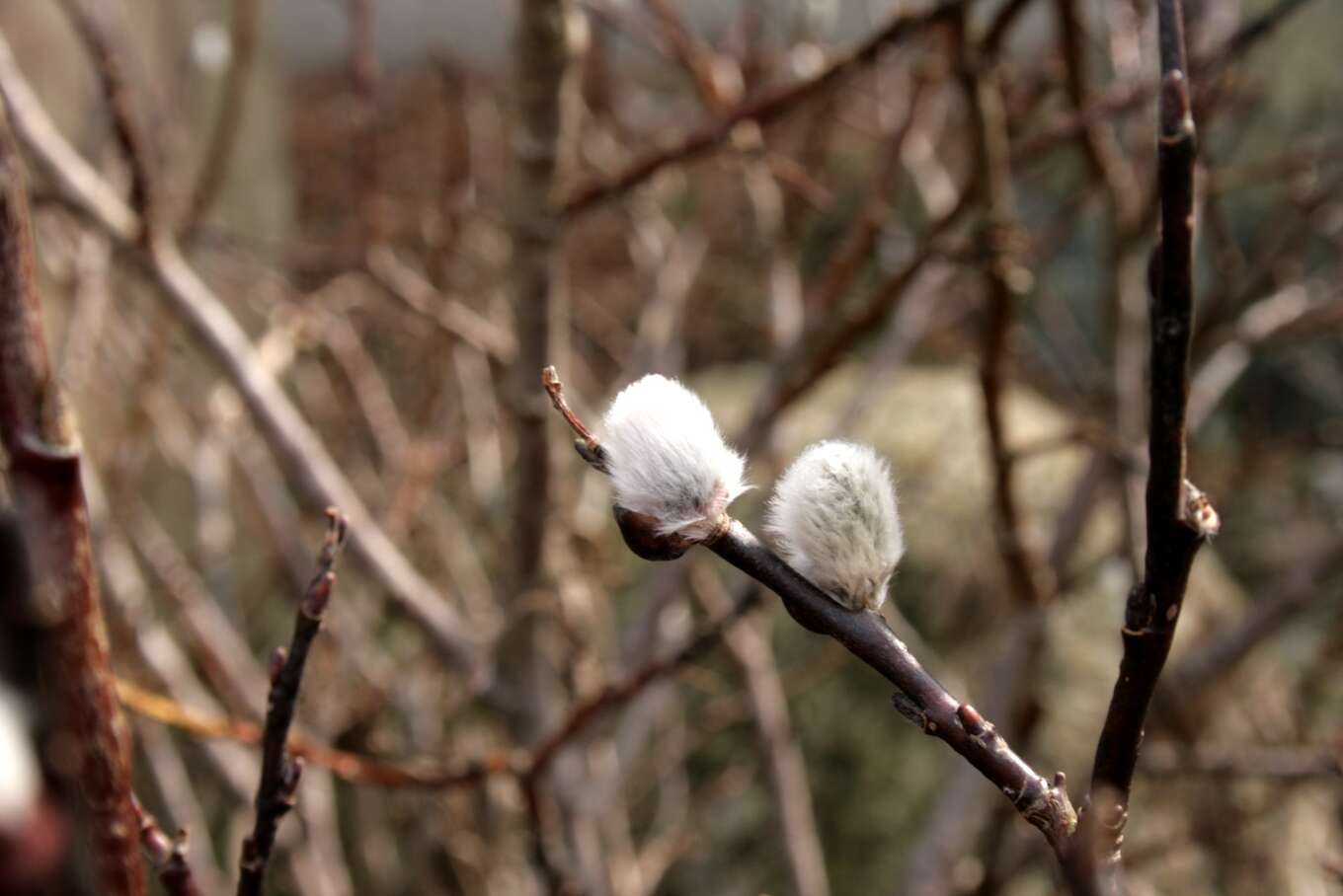 Image of Salix lapponum L.